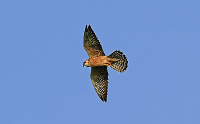 Red-f Falcon