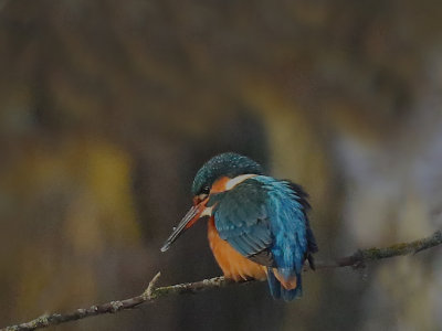 Kingfisher  Female