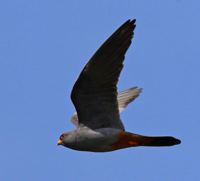 Red-footed Falcon 