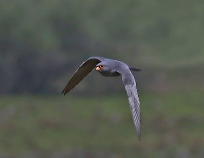 Aftonfalk Red-footed Falcon 