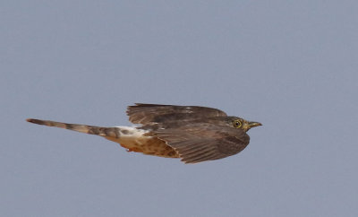 Indian Hawk Cuckoo 