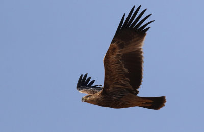 Birds 2015 Oman