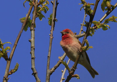 Scarlet Rosefinch 