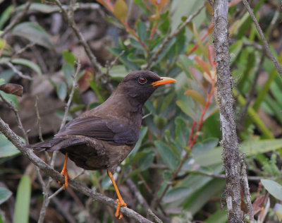 Great Thrush 