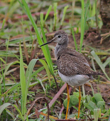 Lesser Yellowlegs 