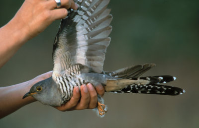 Oriental Cuckoo 