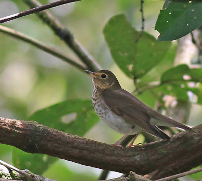 Swainsons Thrush