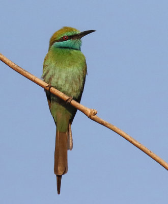 Little Green Beeater