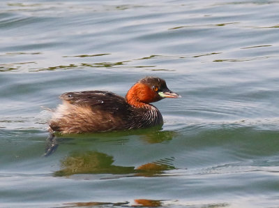 Little Grebe