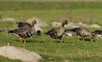 Greylag Goose 