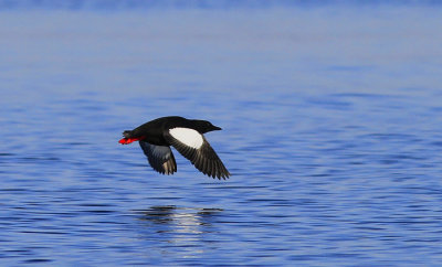 Black Guillemot 