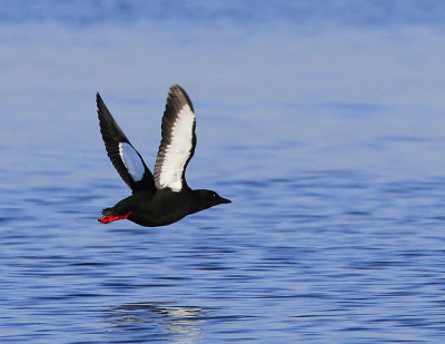 Black Guillemot