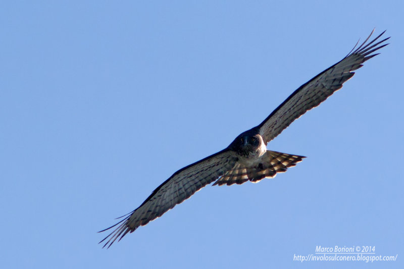 Biancone-Circaetus gallicus.jpg