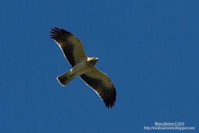 Aquila minore-Aquila pennata.jpg