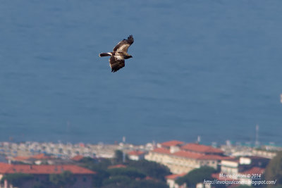 Aquila minore-Aquila pennata.jpg