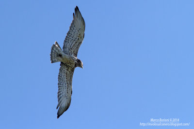 Biancone-Circaetus gallicus.jpg