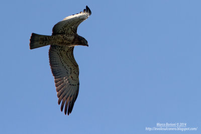 Biancone-Circaetus gallicus.jpg