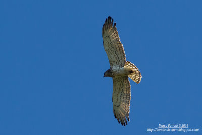 Biancone-Circaetus gallicus.jpg