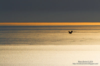 Biancone al tramonto-Circaetus gallicus.jpg