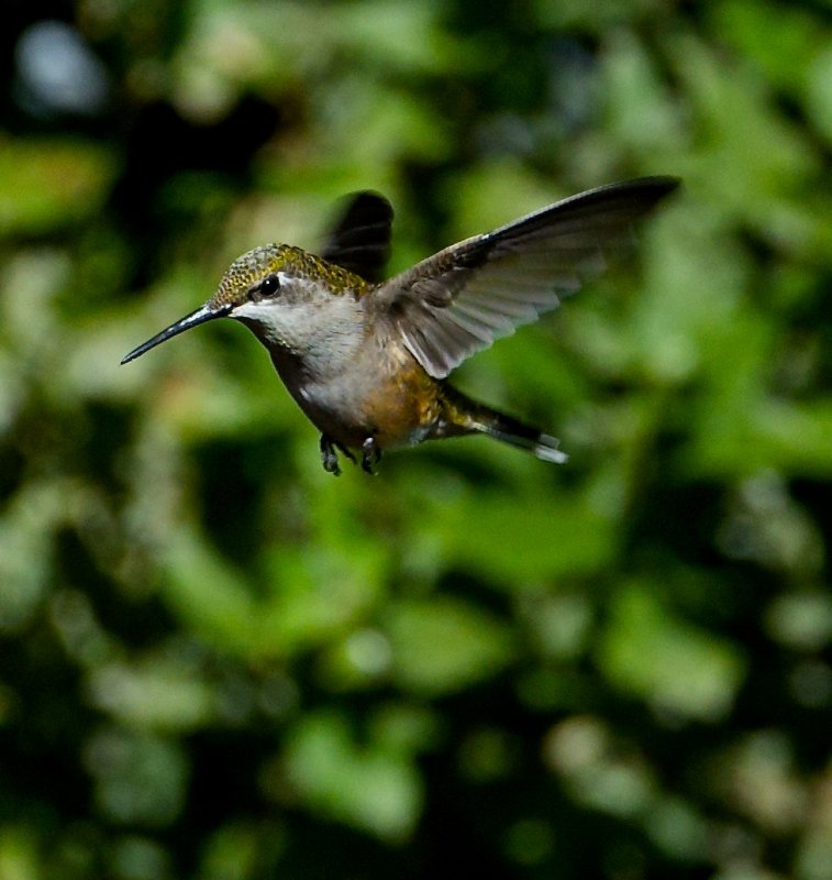 Hummingbird 4