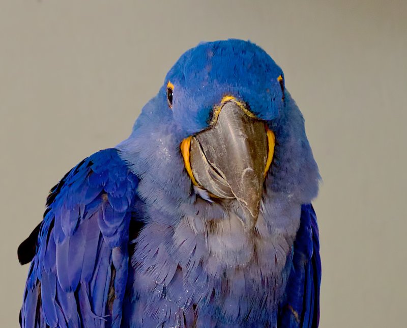 HYACINTH MACAW 