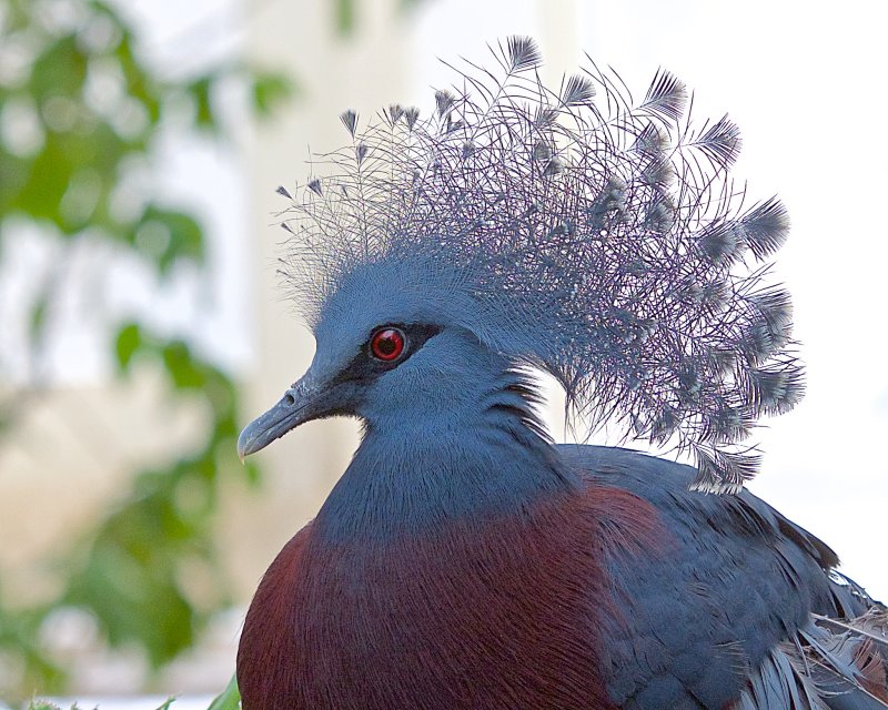 VICTORIA CROWNED PIGEON 