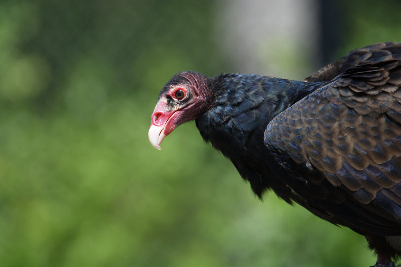 Turkey Vulture