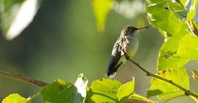Hummingbird 7