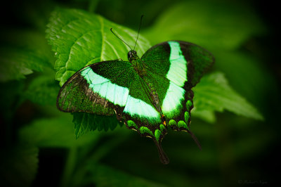 Butterfly_Fotor.jpg