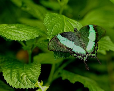  Butterflies