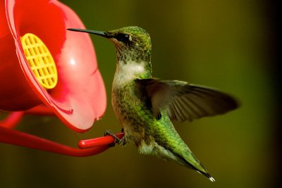 Hummingbird 1018 1.jpg