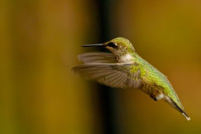 Hummingbird 1010.jpg