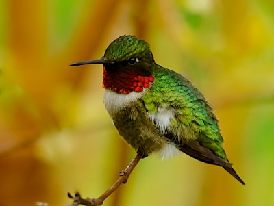 Ruby-Throated Hummingbird 