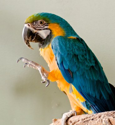BLUE  GOLD MACAW 