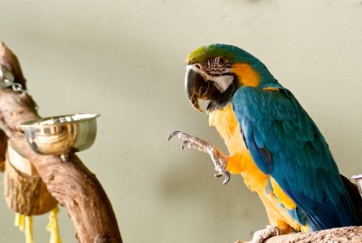 BLUE  GOLD MACAW