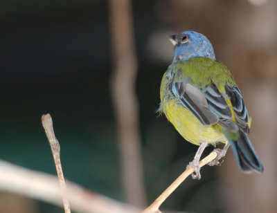 BLUE  YELLOW TANAGER 