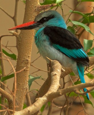 Blue-Breasted Kingfisher 