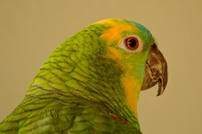 BLUE-FRONTED AMAZON PARROT