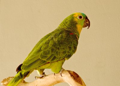 BLUE-FRONTED AMAZON PARROT 