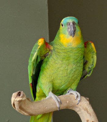 BLUE-FRONTED AMAZON PARROT