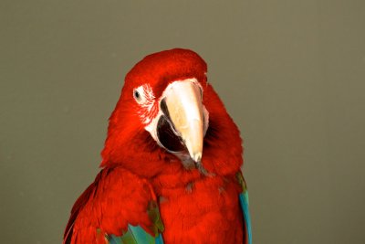 Green Winged Macaw 
