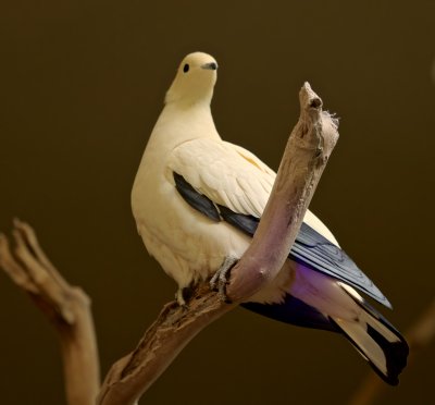 PIED IMPERIAL PIGEON 