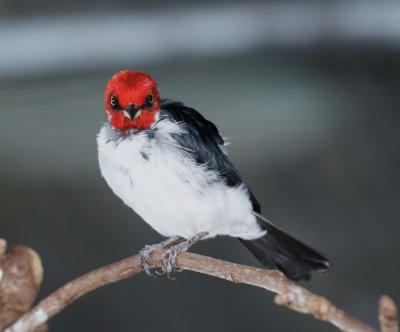Red-Capped Cardinal 