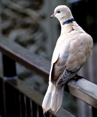 Ring-Necked Dove