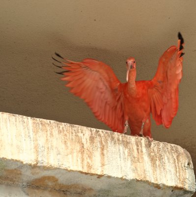 Scarlet Ibis 