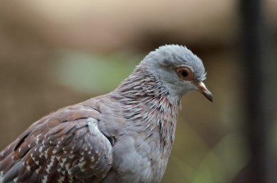 SPECKLED PIGEON