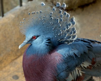 Victoria Crowned Pigeon 