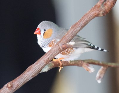 ZEBRA FINCH