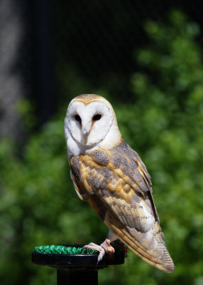 Barn Owl (Captive)