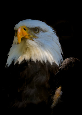 Bald Eagle (Captive)